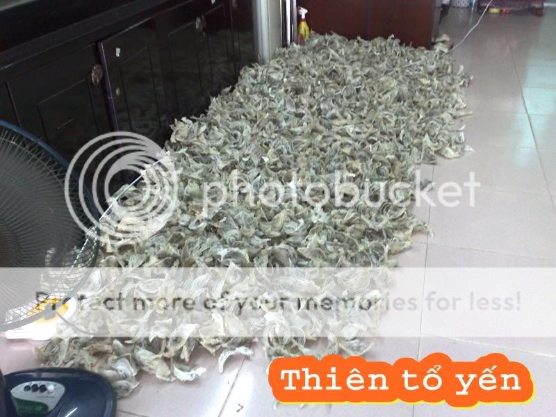 Doanh Nghiệp Tư Nhân Thiên Tổ Yến ®