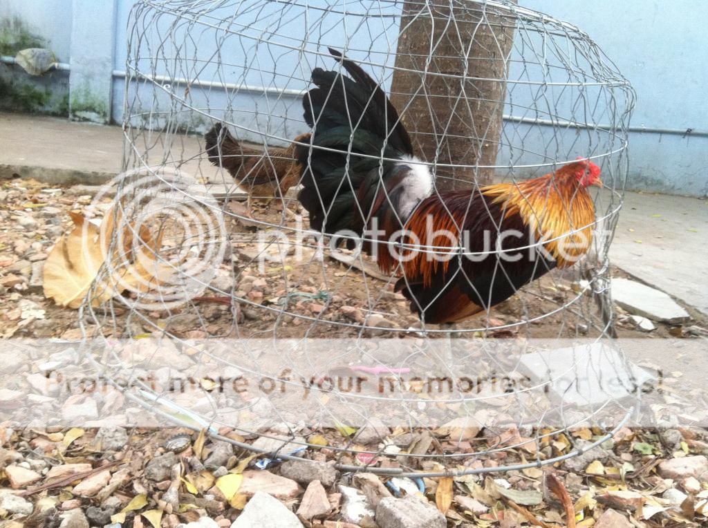 Bán tre mỹ bướm chân xanh 8l co clip xỗ