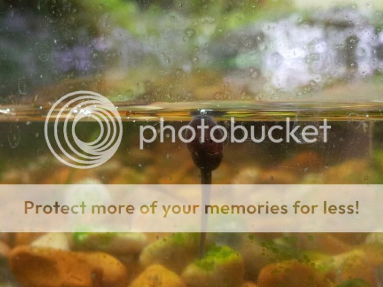 [Image: leuc002_zpsdpjodctr.jpg~original]