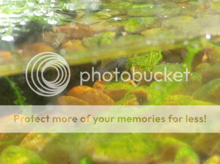 [Image: leuc005_zpsufb3bw8h.jpg~original]