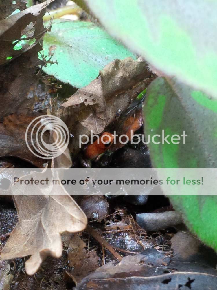 [Image: saltie015_zpsd66e0821.jpg~original]