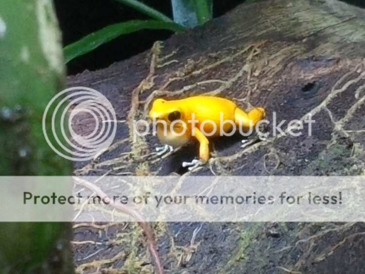 [Image: saltie016_zps3f7ca65e.jpg~original]