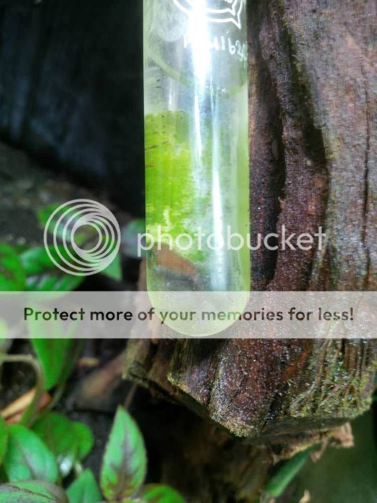 [Image: saltie10_zps1c5bd94f.jpg~original]