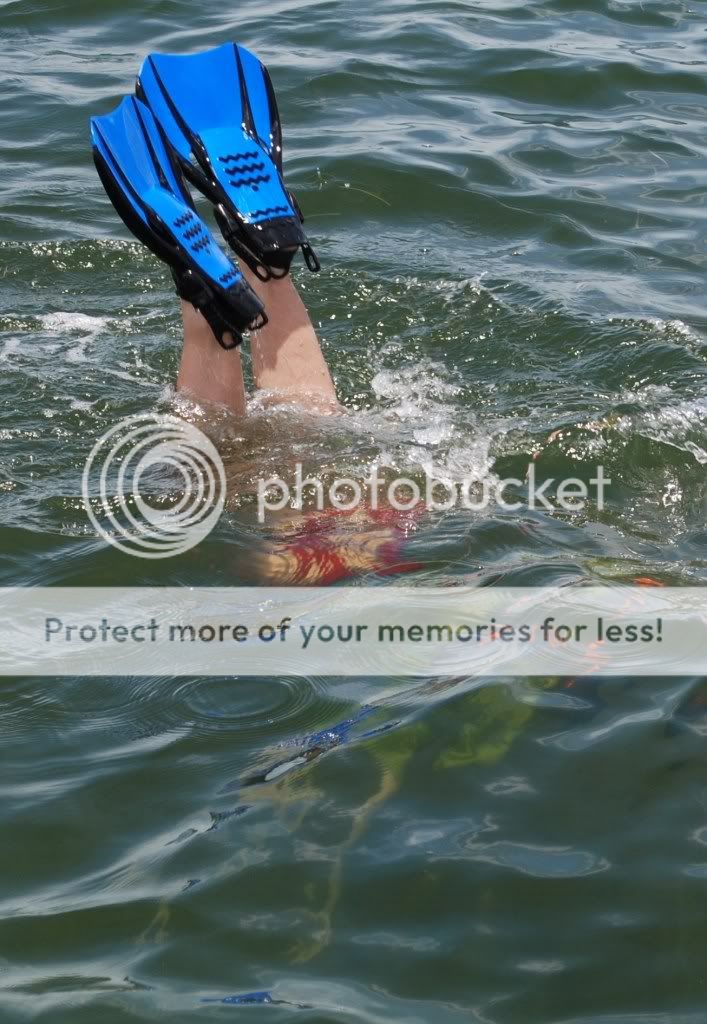 Scallopdive.jpg