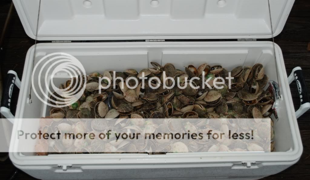 scallopcooler.jpg