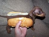 th_dog-in-bun.jpg?t=1285776083